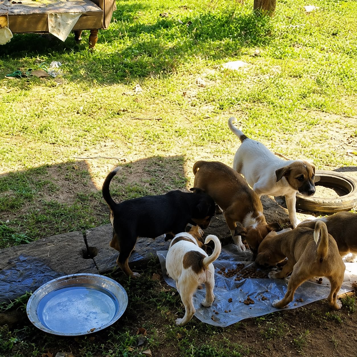 Dog receiving veterinary attention