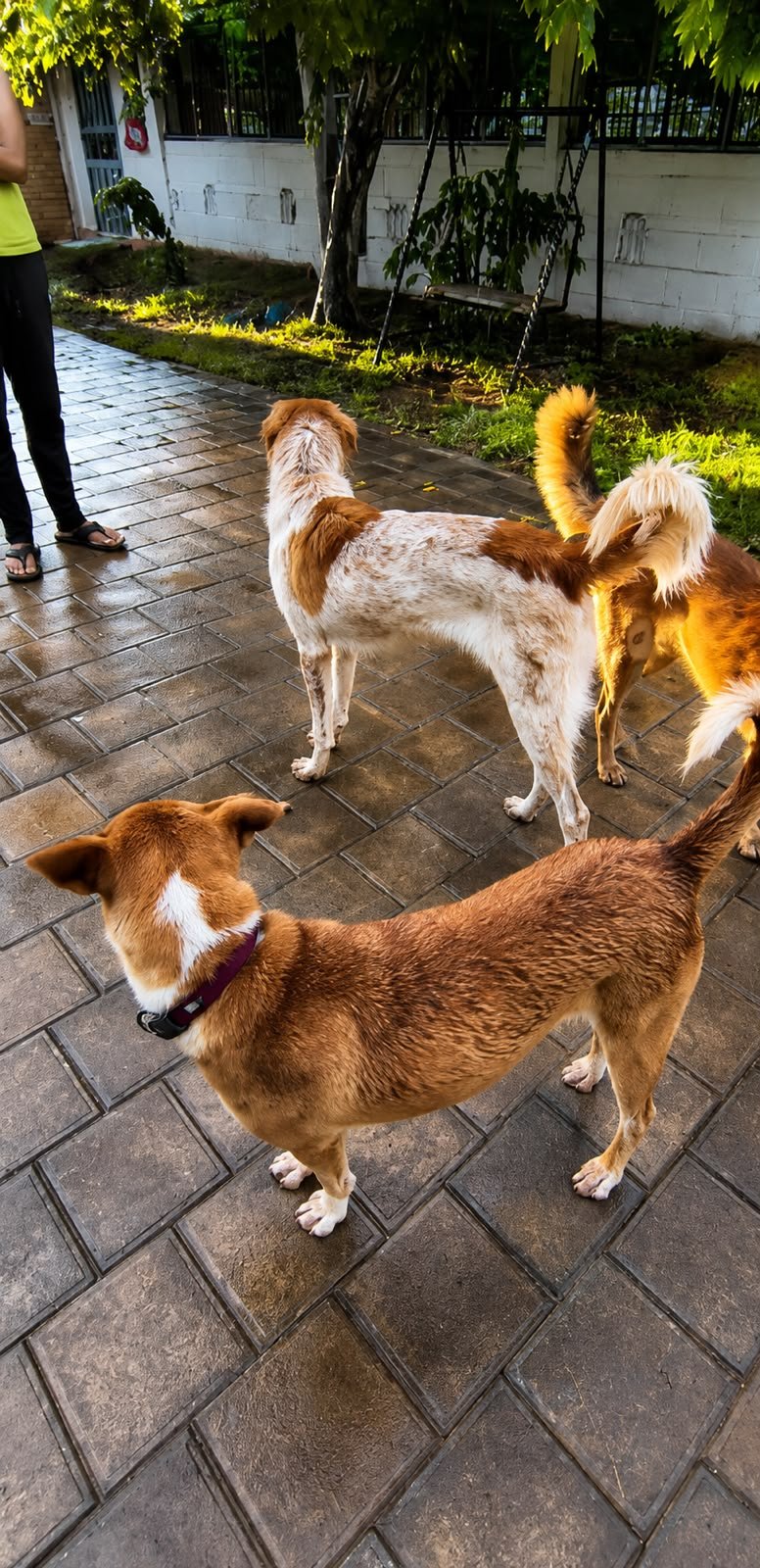 ISTIKA team member caring for a dog
